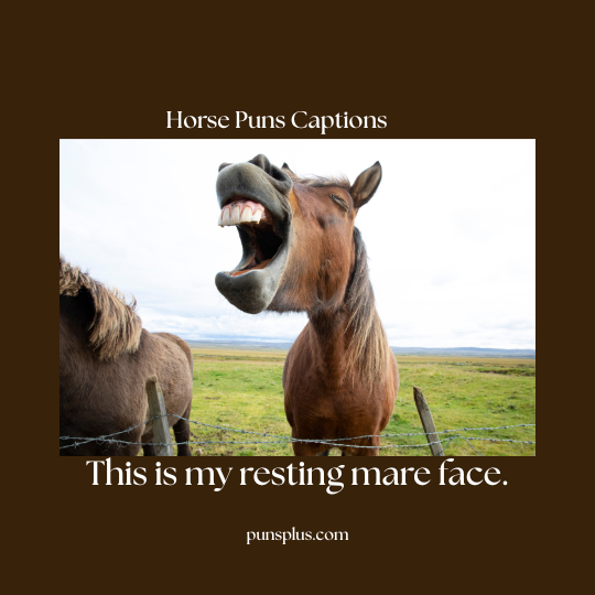 Horse Puns Captions